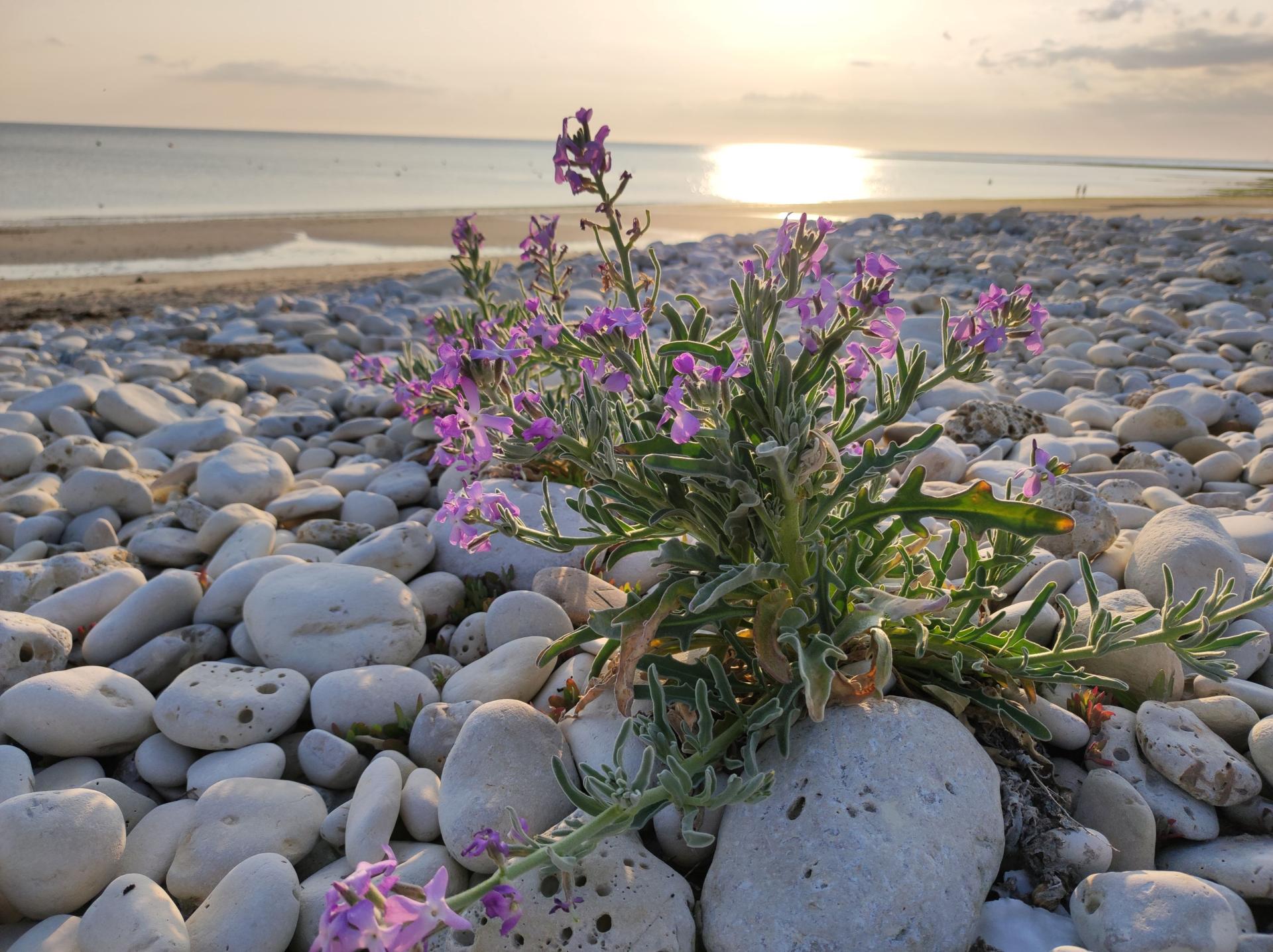 La plage et son orchidee des dunes